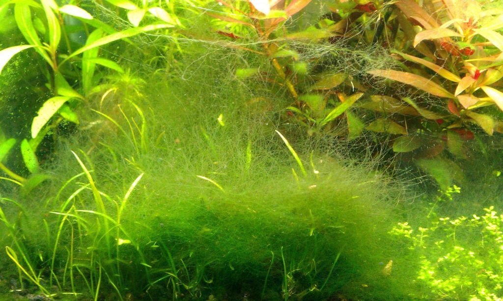 Aquarium Wasser trüb? Schnelle Abhilfe mit diesen Tipps