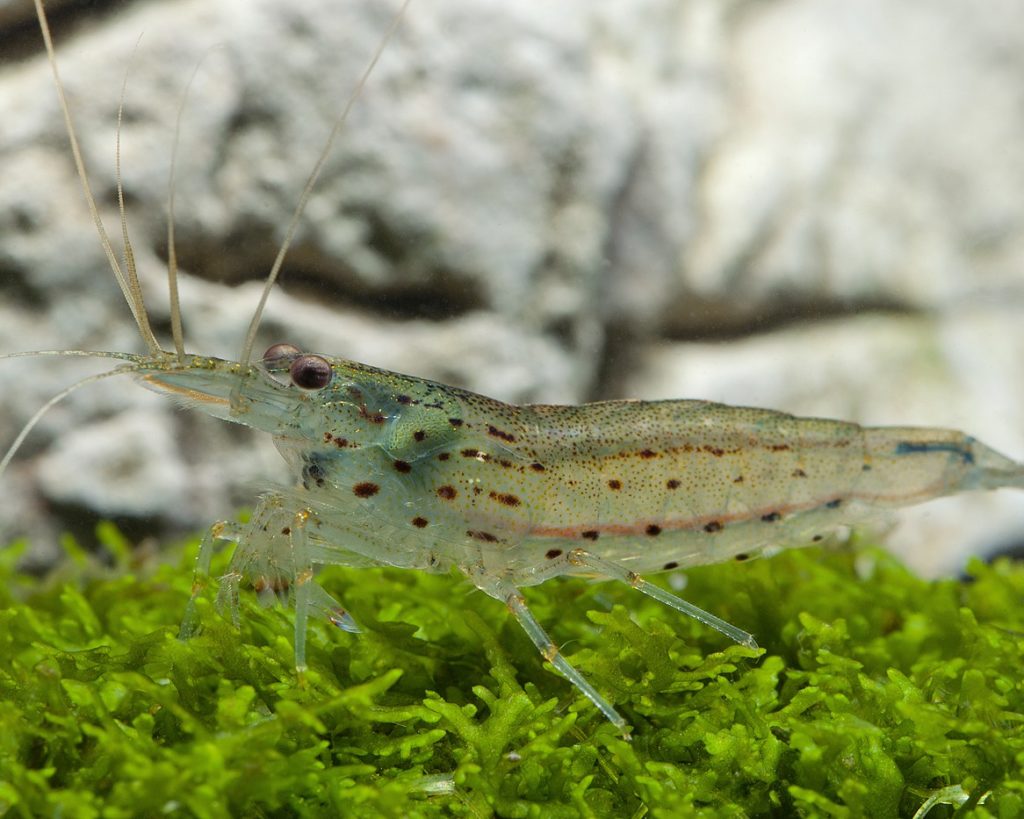 Amano Garnele - Alle Infos rund um die Aquarium Garnele